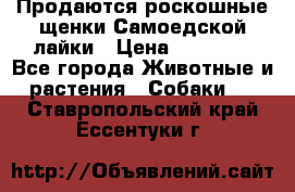 Продаются роскошные щенки Самоедской лайки › Цена ­ 40 000 - Все города Животные и растения » Собаки   . Ставропольский край,Ессентуки г.